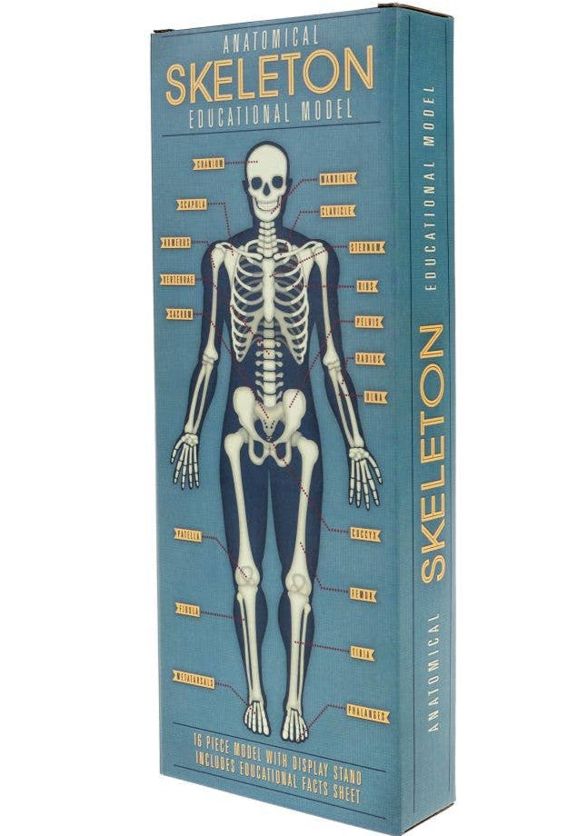 Rex London Anatomy Skeleton Model - STEAM Kids Brisbane