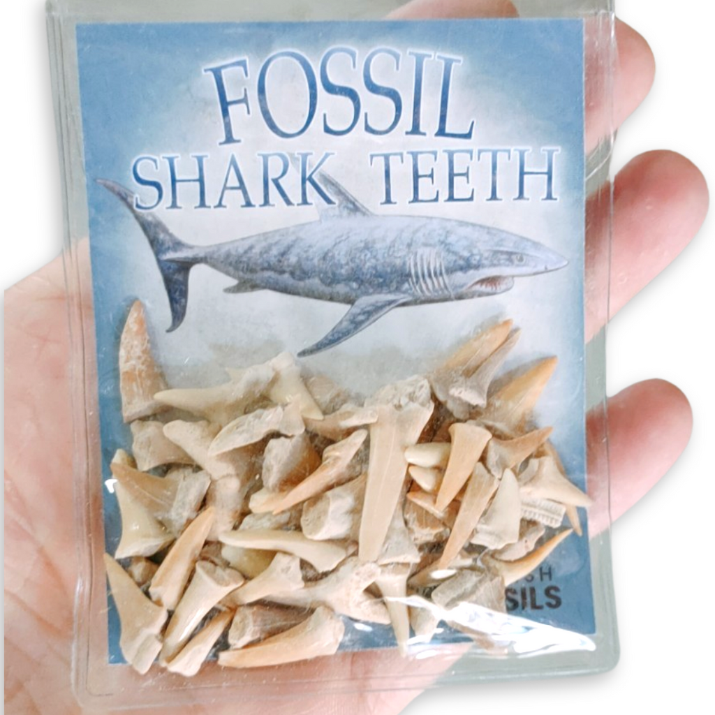 Fossil Shark Teeth | British Fossils - STEAM Kids Brisbane