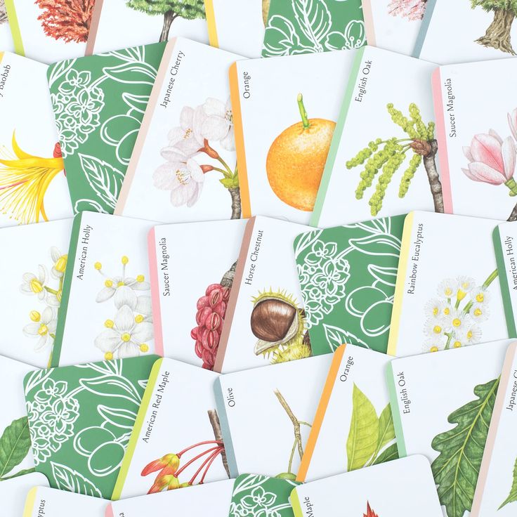 Tree Families a Botanical Card Game - STEAM Kids Brisbane