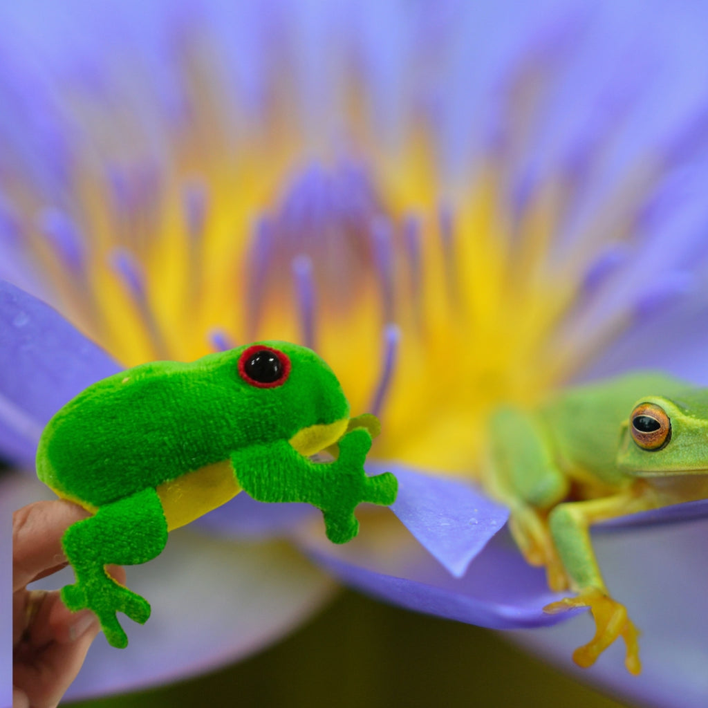 Frog Finger Puppet | Animals of Australia | - STEAM Kids Brisbane